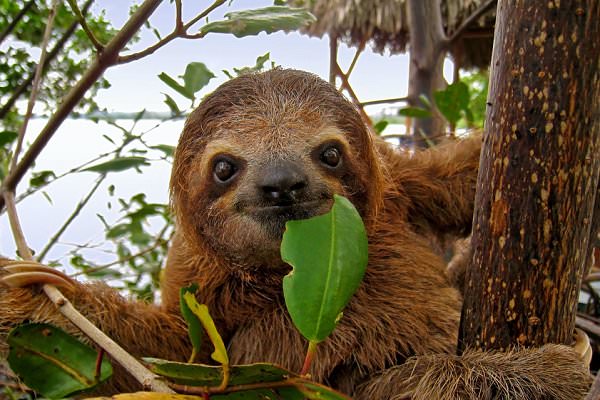 sloth seven deadly sins